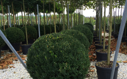 buxus sempervirens